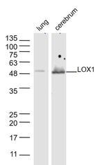 LOX 1 Antibody in Western Blot (WB)