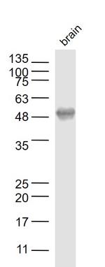 LOX 1 Antibody in Western Blot (WB)