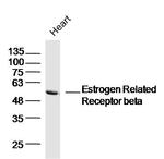 Estrogen Related Receptor beta Antibody in Western Blot (WB)