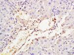 Transferrin Antibody in Immunohistochemistry (Paraffin) (IHC (P))