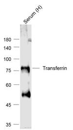 Transferrin Antibody in Western Blot (WB)