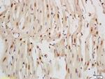 Nkx2.5/Cardiac-specic homeobox 1 Antibody in Immunohistochemistry (Paraffin) (IHC (P))