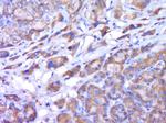 CYP2C19 Antibody in Immunohistochemistry (Paraffin) (IHC (P))