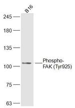 Phospho-FAK (Tyr925) Antibody in Western Blot (WB)