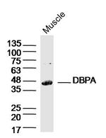 DBPA Antibody in Western Blot (WB)