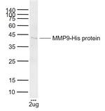 MMP9 Antibody in Western Blot (WB)