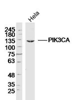 PI3KCA Antibody in Western Blot (WB)