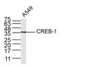 CREB1 Antibody in Western Blot (WB)