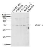 VEGF-C Antibody in Western Blot (WB)