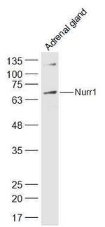 Nurr1 Antibody in Western Blot (WB)