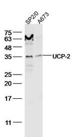 UCP-2 Antibody in Western Blot (WB)