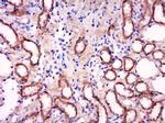 HTRA2 Antibody in Immunohistochemistry (Paraffin) (IHC (P))