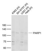 PARP1 Antibody in Western Blot (WB)