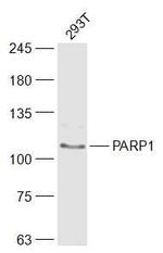 PARP1 Antibody in Western Blot (WB)