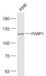 PARP1 Antibody in Western Blot (WB)