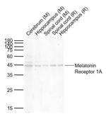 Melatonin Receptor 1A Antibody in Western Blot (WB)