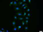 Caspase-9 Antibody in Immunocytochemistry (ICC/IF)