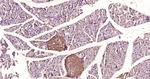 Caspase-9 Antibody in Immunohistochemistry (Paraffin) (IHC (P))