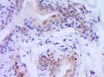 Caspase-9 Antibody in Immunohistochemistry (Paraffin) (IHC (P))