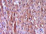 Caspase-9 Antibody in Immunohistochemistry (Paraffin) (IHC (P))