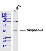 Caspase-9 Antibody in Western Blot (WB)