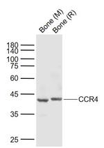 CCR4 Antibody in Western Blot (WB)