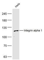 Integrin alpha 1 Antibody in Western Blot (WB)