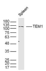 TEM1/CD248 Antibody in Western Blot (WB)