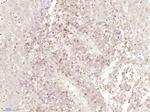 SLIRP/C14orf156 Antibody in Immunohistochemistry (Paraffin) (IHC (P))