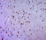 5HT4 Receptor Antibody in Immunohistochemistry (Paraffin) (IHC (P))