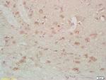 FABPB Antibody in Immunohistochemistry (Paraffin) (IHC (P))