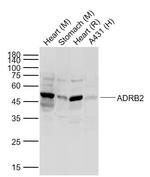 ADRB2 Antibody in Western Blot (WB)