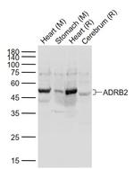 ADRB2 Antibody in Western Blot (WB)