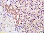 Polycystin 2 Antibody in Immunohistochemistry (Paraffin) (IHC (P))