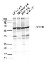 SFTPD Antibody in Western Blot (WB)