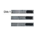 DKK1 Antibody in Western Blot (WB)