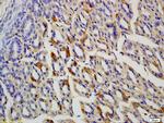 Noelin Antibody in Immunohistochemistry (Paraffin) (IHC (P))