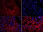 Uromodulin Antibody in Immunohistochemistry (Paraffin) (IHC (P))