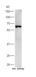 Uromodulin Antibody in Western Blot (WB)