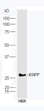 EGFP Antibody in Western Blot (WB)