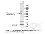 Phospho-p38 MAPK (Thr180, Tyr182) Antibody in Western Blot (WB)