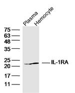 IL-1RA Antibody in Western Blot (WB)