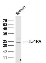 IL-1RA Antibody in Western Blot (WB)