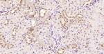 KRG2/DDX11 Antibody in Immunohistochemistry (Paraffin) (IHC (P))