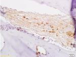 BMP7 Antibody in Immunohistochemistry (Paraffin) (IHC (P))