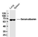 Mouse serum albumin Antibody in Western Blot (WB)