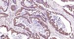 IKK gamma Antibody in Immunohistochemistry (Paraffin) (IHC (P))