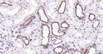 PAR-2 Antibody in Immunohistochemistry (Paraffin) (IHC (P))