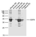 GDF8 Antibody in Western Blot (WB)