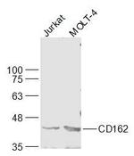 CD162 Antibody in Western Blot (WB)